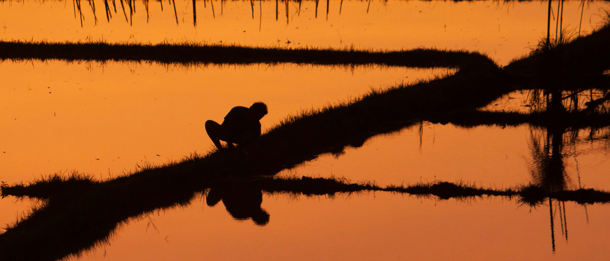 An image of a man in a rice paddy at sunset